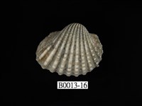 藏品(血蚶)的圖片